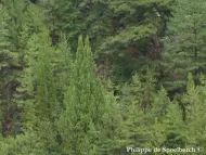 Cupressus duclouxiana