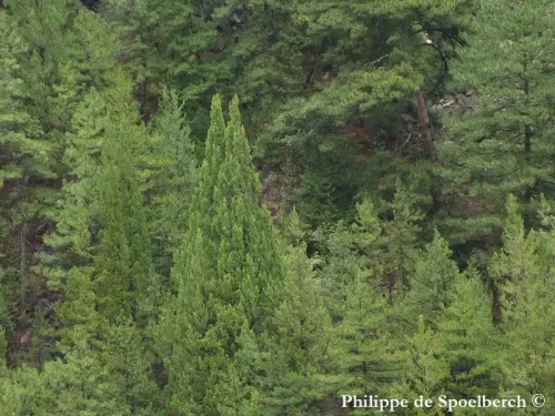 Cupressus duclouxiana - Cipresso di Ducloux, Cipresso dello Yunnan
