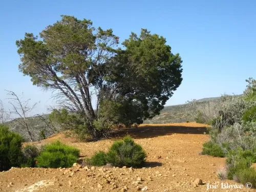 Cupressus guadalupensis var. forbesii - Cipresso di Forbes