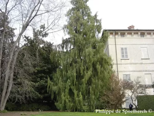 Cupressus funebris - Cipresso piangente cinese