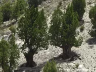 Cupressus gigantea