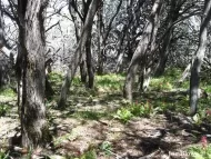 Cupressus macnabiana