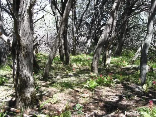 Cupressus macnabiana - Cipresso di MacNab