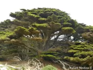 Cupressus macrocarpa