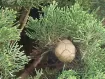 Cupressus - Cipresso