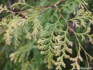 Fokienia hodginsii 