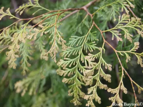 Fokienia hodginsii - Fokienia