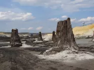 Paleobotanica ed evoluzione