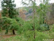 Juniperus cedrus