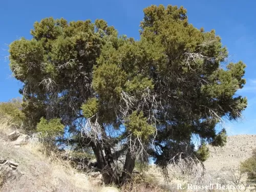 Juniperus deppeana - Ginepro alligatore  