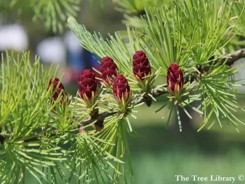 Larix laricina - Larice americano