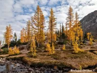 Larix lyallii 