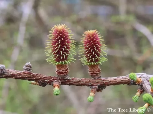 Larix potaninii - Larice del Tibet