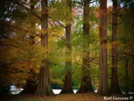 Metasequoia glyptostroboides 