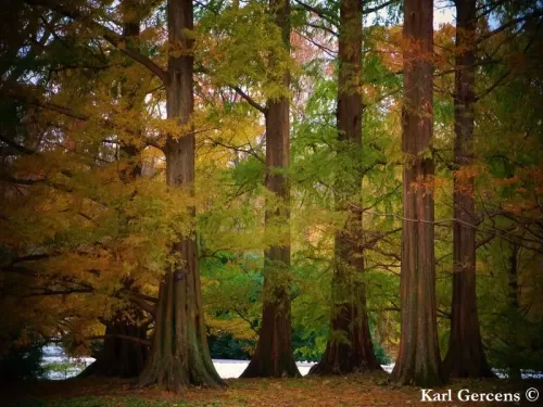 Metasequoia glyptostroboides - Abete d'acqua