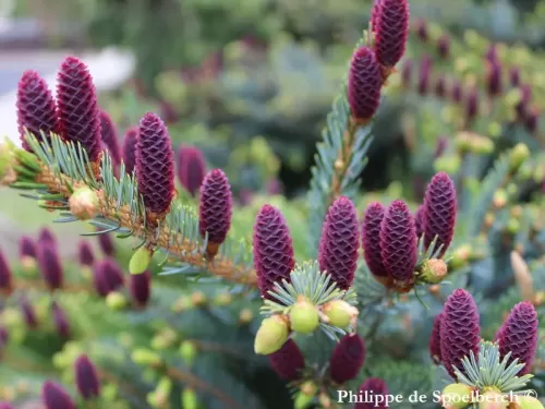 Picea alcoquiana - Peccio di Alcock