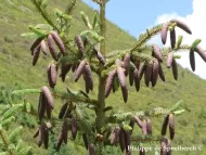 Picea asperata 