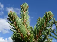 Picea aurantiaca