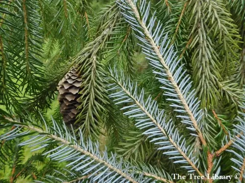 Picea brachytyla - Peccio di Sargent