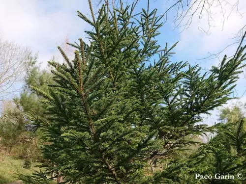 Picea glehnii - Peccio di Glehn, Peccio di Sachalin