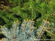 Picea jezoensis  
