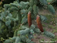 Picea koraiensis  