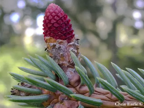 Picea likiangensis var. montigena