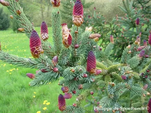 Picea likiangensis var. rubescens