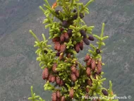 Picea likiangensis
