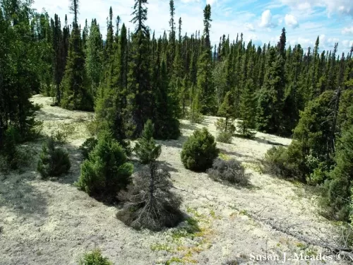 Picea mariana - Peccio nero, Peccio mariano