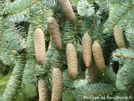 Picea meyeri  