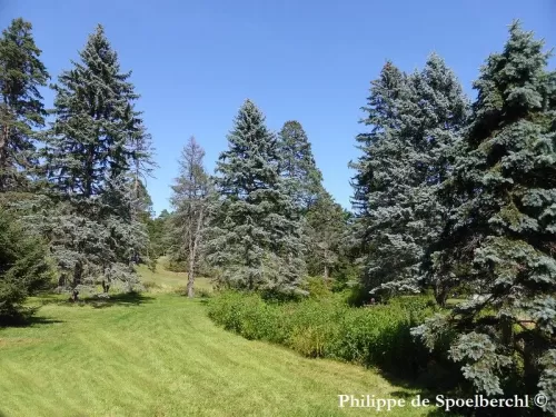 Picea pungens - Peccio del Colorado