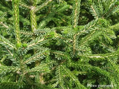 Picea purpurea - Peccio purpureo