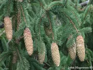 Picea retroflexa