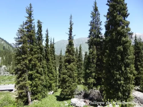 Picea schrenkiana - Peccio di Schrenk