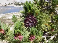 Pinus albicaulis 