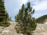 Pinus aristata 