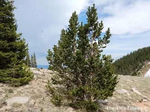 Pinus aristata - Pino aristato, Pino dai coni setolosi del Colorado