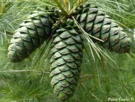 Pinus armandii 