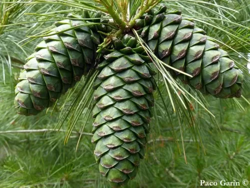 Pinus armandii - Pino di Armand
