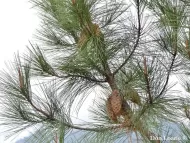 Pinus attenuata 