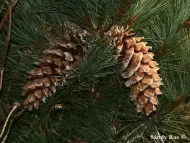 Pinus ayacahuite