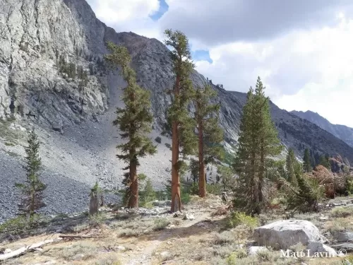 Pinus balfouriana - Pino di Balfour, Pino coda di volpe