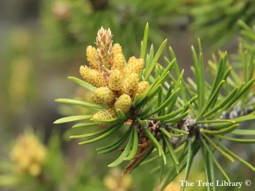 Pinus banksiana - Pino di Banks
