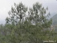 Pinus bhutanica 