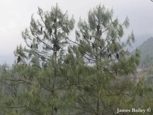 Pinus bhutanica - Pino del Bhutan
