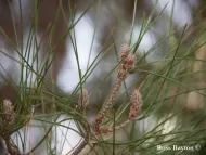 Pinus brutia var. eldarica
