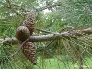 Pinus brutia var. pityusa