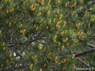 Pinus bungeana 