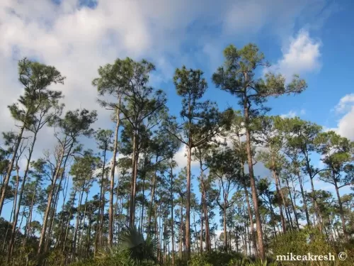 Pinus caribaea - Pino caraibico